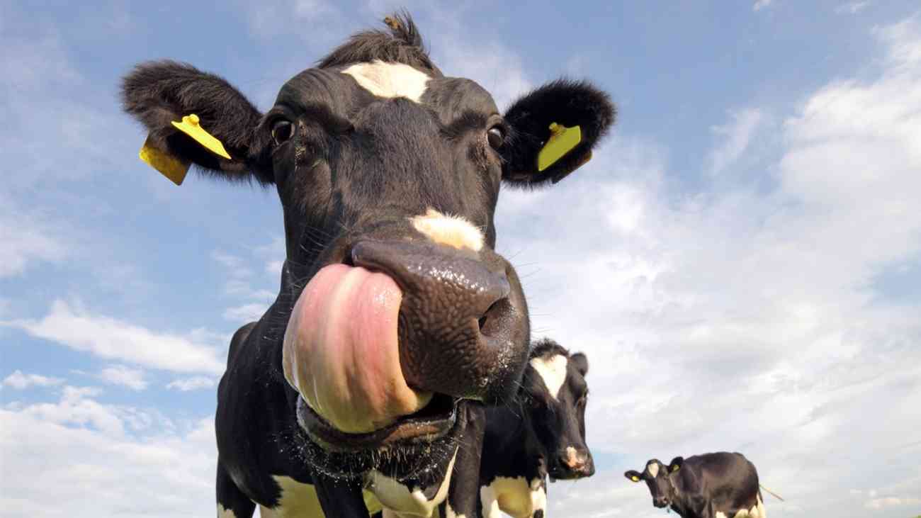 Ayuda para ganaderos y agricultores de la Comunidad de Madrid