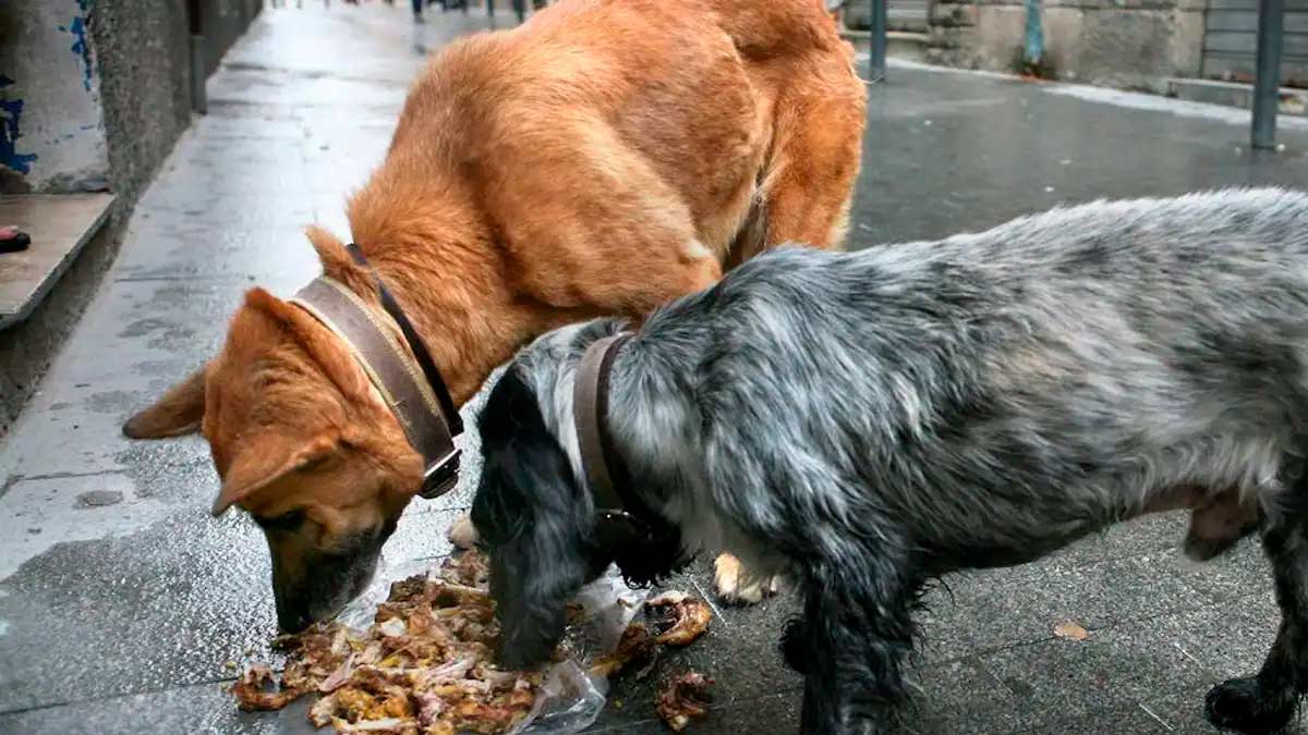 Ley de Bienestar Animal respecto a la alimentación de las mascotas