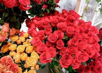 Ramos de rosas rojas y naranjas para San Valentín, la flor clásica para regalar en el Día de los Enamorados.