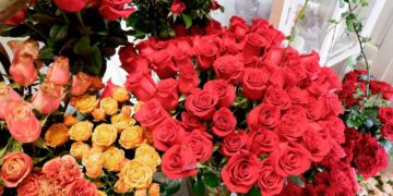 Ramos de rosas rojas y naranjas para San Valentín, la flor clásica para regalar en el Día de los Enamorados.