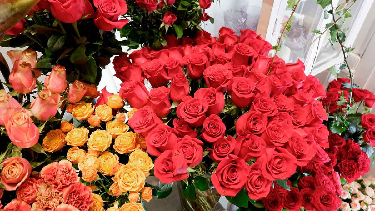 Ramos de rosas rojas y naranjas para San Valentín, la flor clásica para regalar en el Día de los Enamorados.