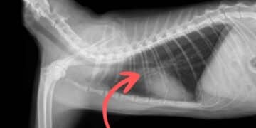 Si de repente tu gato hace esto corre al veterinario porque podría estar en peligro.