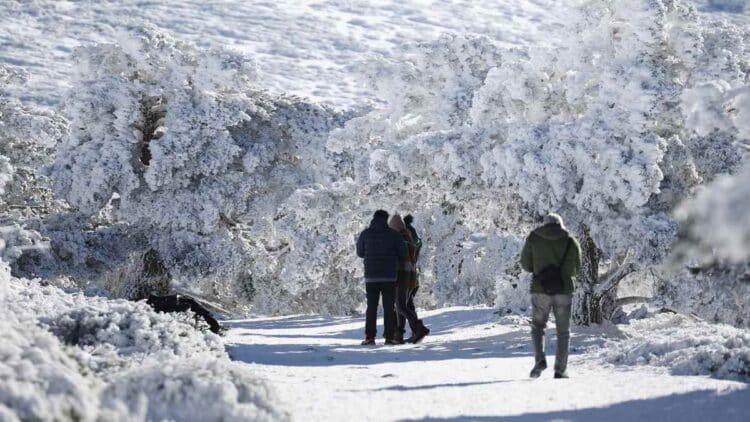 Nieve en la Sierra Norte. Senderistas entre árboles cubiertos de nieve en Madrid.