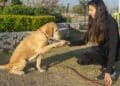 Madrid Salud inicia una serie de vídeos para entrenar a nuestros perros.