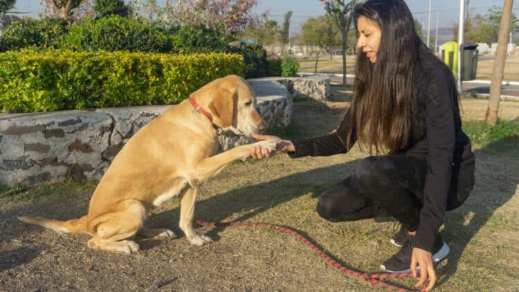 Madrid Salud inicia una serie de vídeos para entrenar a nuestros perros.