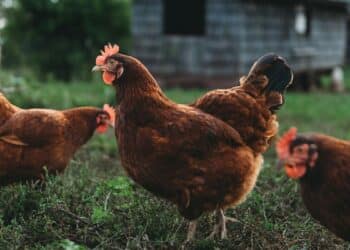 Multas para las personas que no cumplan con el registro de gallinas y otras aves.