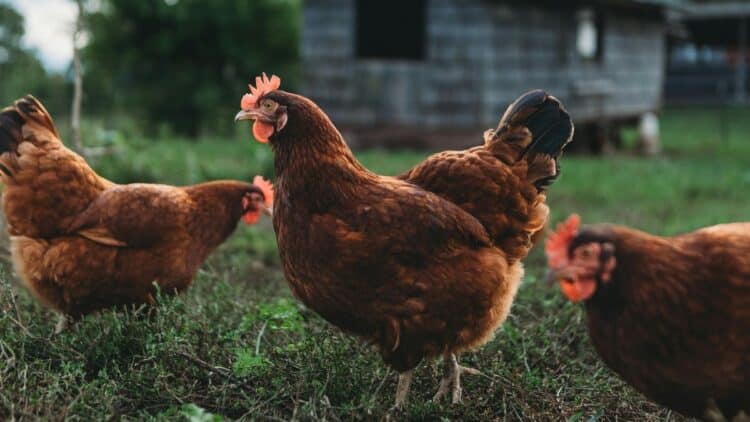 Multas para las personas que no cumplan con el registro de gallinas y otras aves.