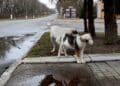 Cambios genéticos en los perros que viven en Chernóbil.