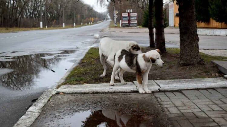 Cambios genéticos en los perros que viven en Chernóbil.