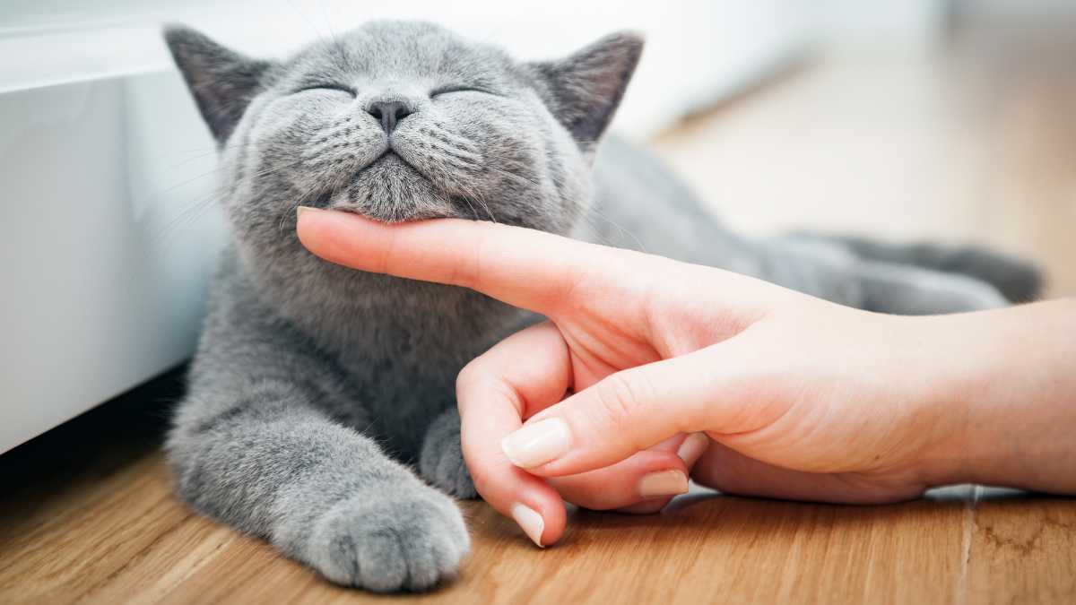 Estas son las sanciones previstas para los dueños de los gatos.