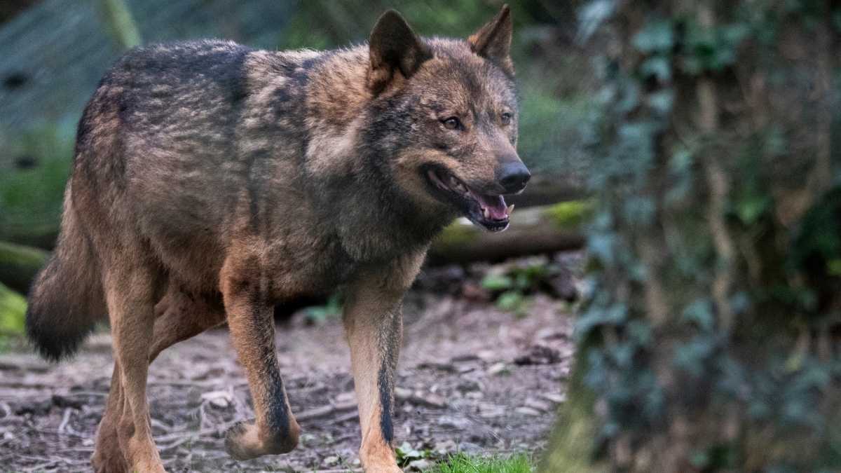 Las ayudas a los ganaderos para que los ganaderos prevengan el ataque de lobos aumentan.