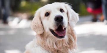 Los perros pueden sentirse rechazados si les prohíbes esto.