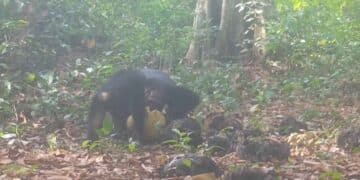 Chimpancés beben alcohol.