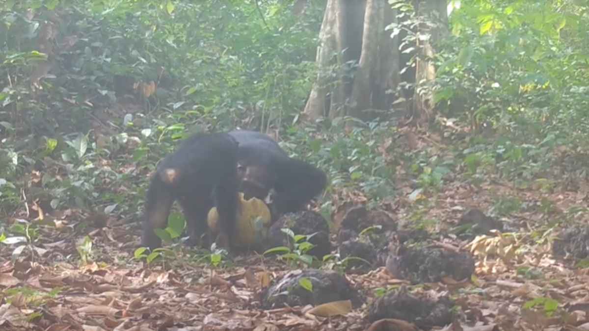 Chimpancés beben alcohol.