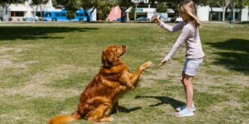 Sentencia sobre una mascota.