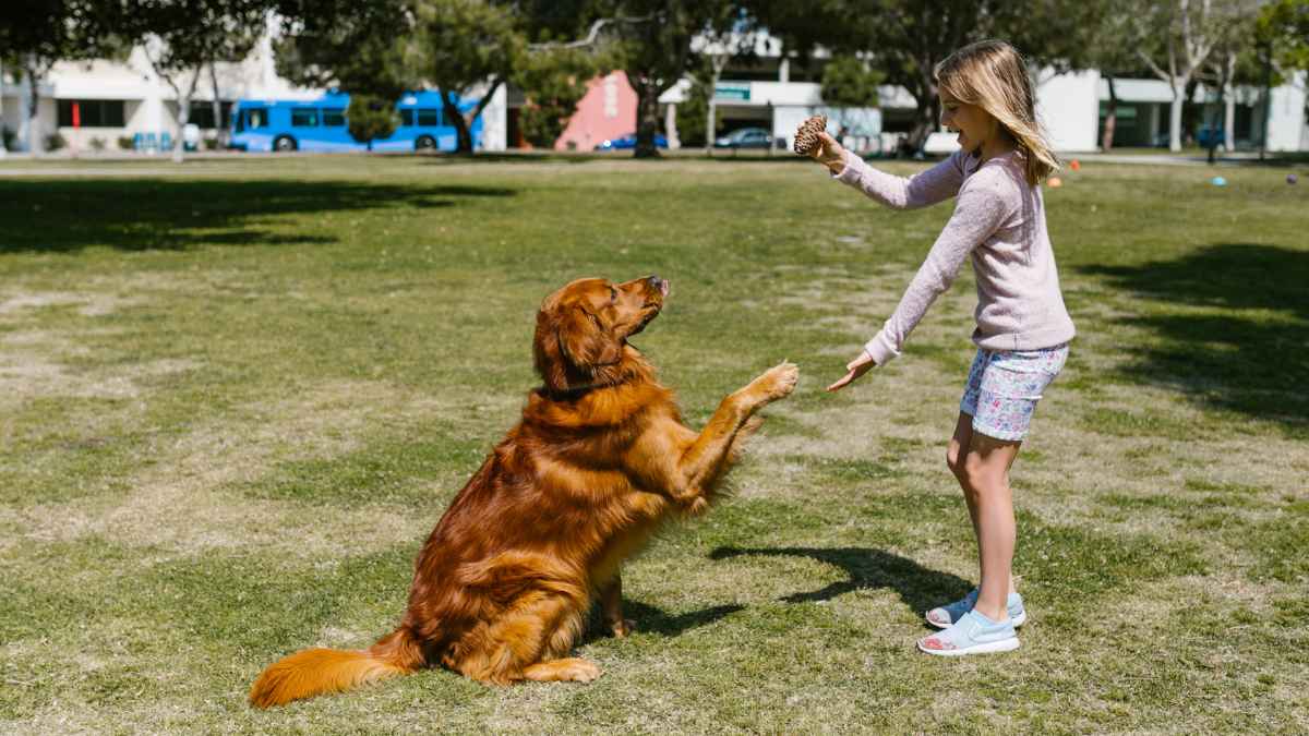 Sentencia sobre una mascota.