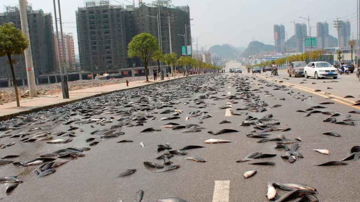 Teorías sobre la lluvia de peces.