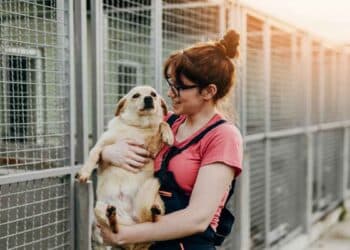 ¿Cómo adoptar un animal en Madrid?
