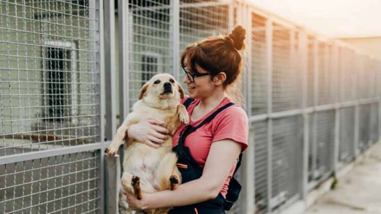 ¿Cómo adoptar un animal en Madrid?