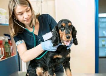 Salario de un veterinario.