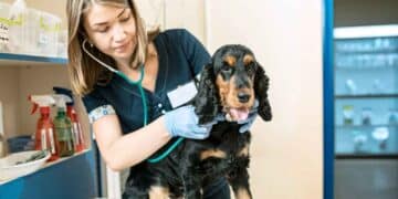 Salario de un veterinario.