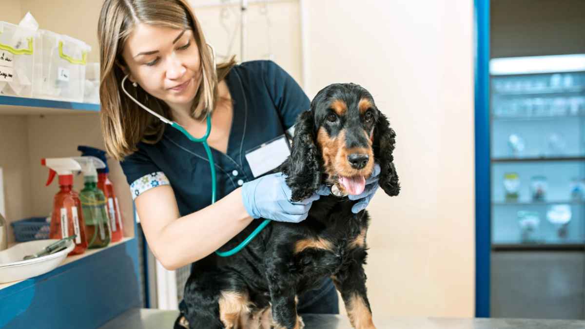 Salario de un veterinario.