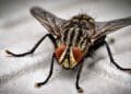 Afecciones mosca negra.