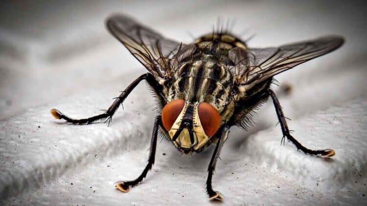Afecciones mosca negra.