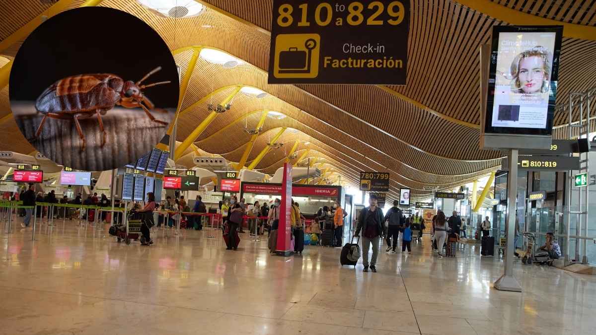 Plaga de chinches en el aeropuerto.