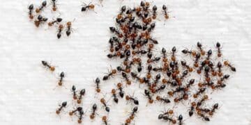 Detenidos por tráfico ilegal de hormigas.