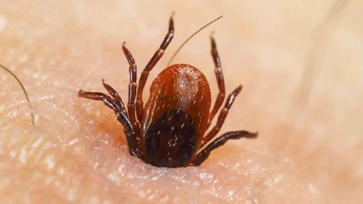 Enfermedades que transmiten las garrapatas.