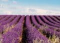 Campos de lavanda morada en Brihuega, destino del Tren de la Lavanda de Renfe en verano.