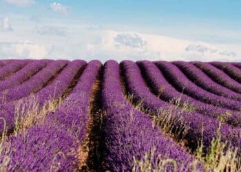 Campos de lavanda morada en Brihuega, destino del Tren de la Lavanda de Renfe en verano.