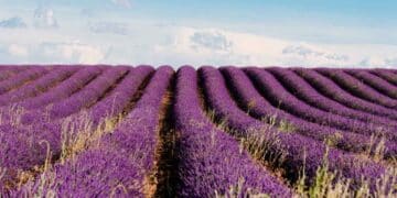 Campos de lavanda morada en Brihuega, destino del Tren de la Lavanda de Renfe en verano.