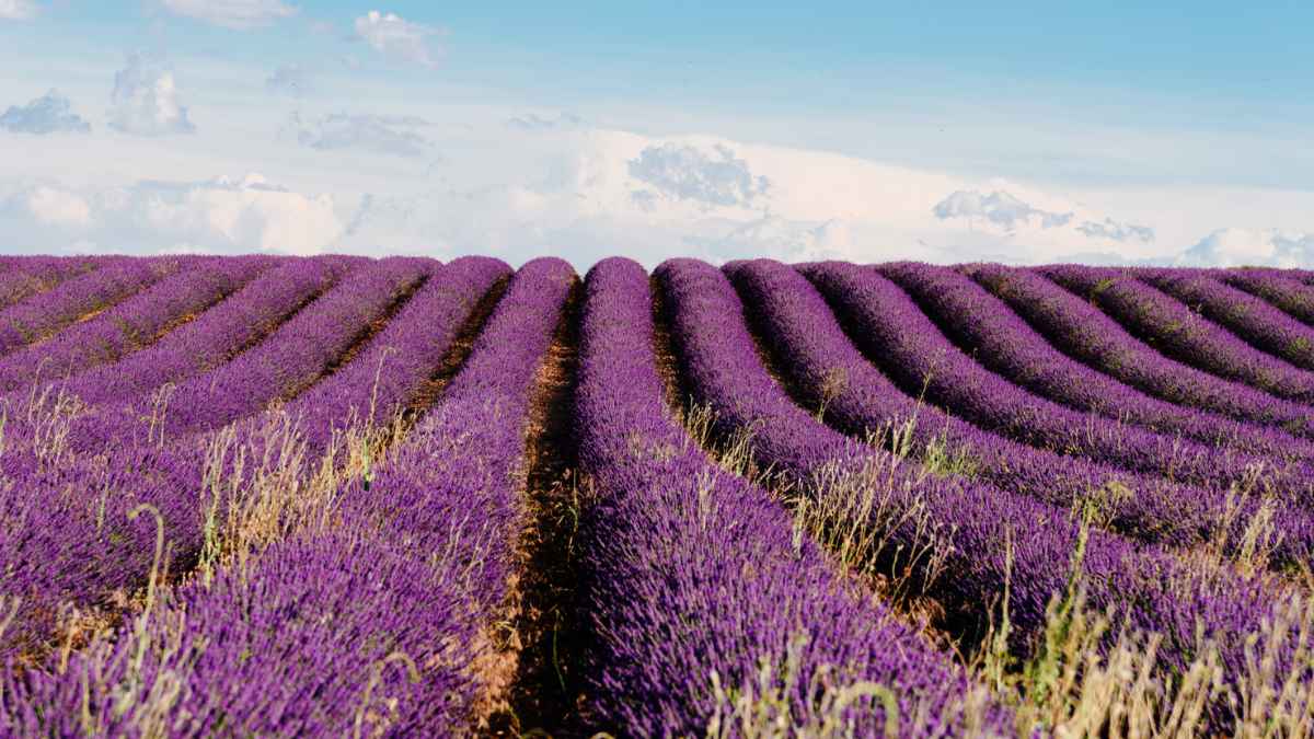 Campos de lavanda morada en Brihuega, destino del Tren de la Lavanda de Renfe en verano.
