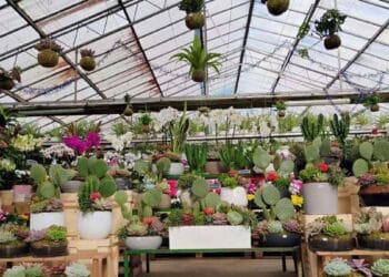 Nuevo vivero en Madrid.