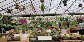 Nuevo vivero en Madrid.