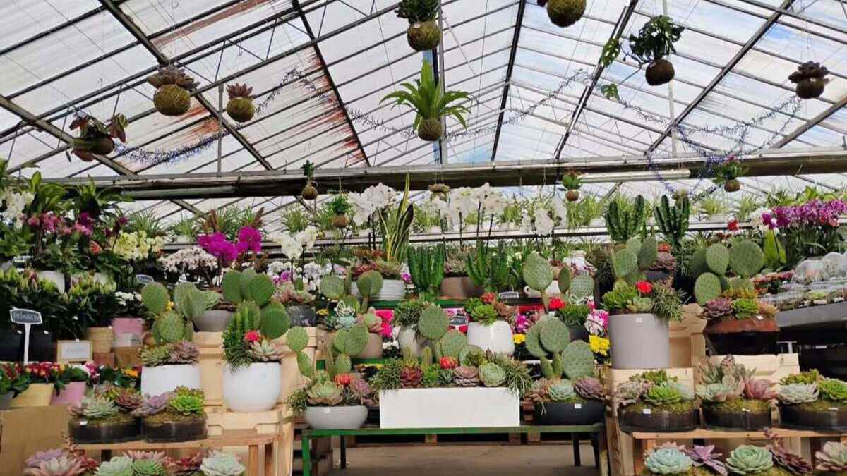 Nuevo vivero en Madrid.