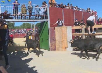 Toros corriendo en un encierro popular de Madrid tras aprobarse el reglamento que refuerza su protección y la seguridad del público.