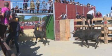 Toros corriendo en un encierro popular de Madrid tras aprobarse el reglamento que refuerza su protección y la seguridad del público.