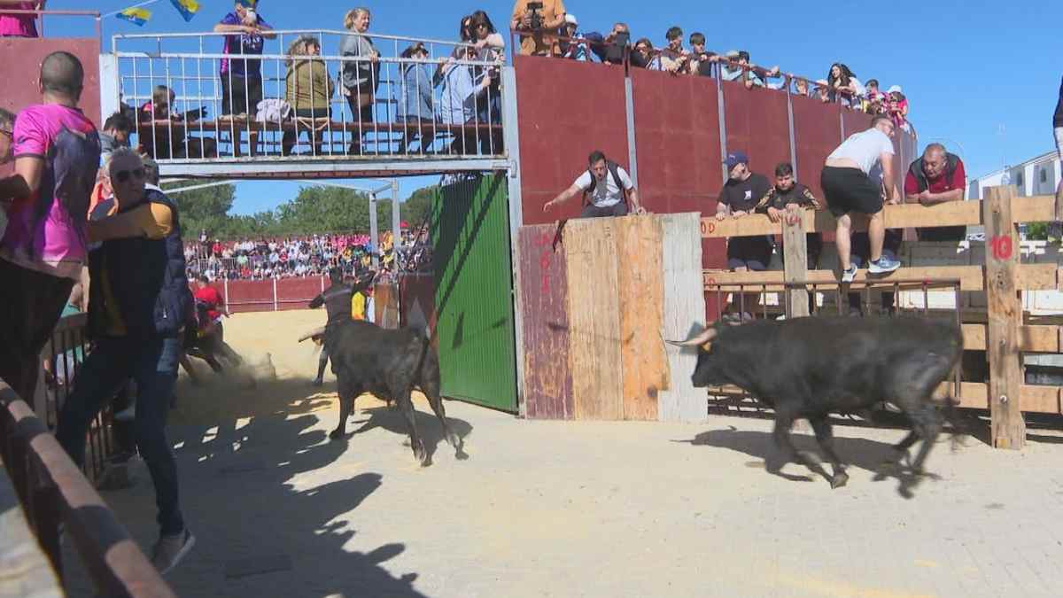 Toros corriendo en un encierro popular de Madrid tras aprobarse el reglamento que refuerza su protección y la seguridad del público.