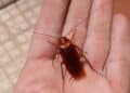 Cucaracha americana de gran tamaño sobre la palma de una mano, plaga extendida al 90 % de las provincias españolas.