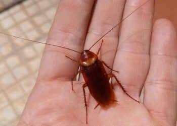 Cucaracha americana de gran tamaño sobre la palma de una mano, plaga extendida al 90 % de las provincias españolas.