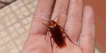 Cucaracha americana de gran tamaño sobre la palma de una mano, plaga extendida al 90 % de las provincias españolas.