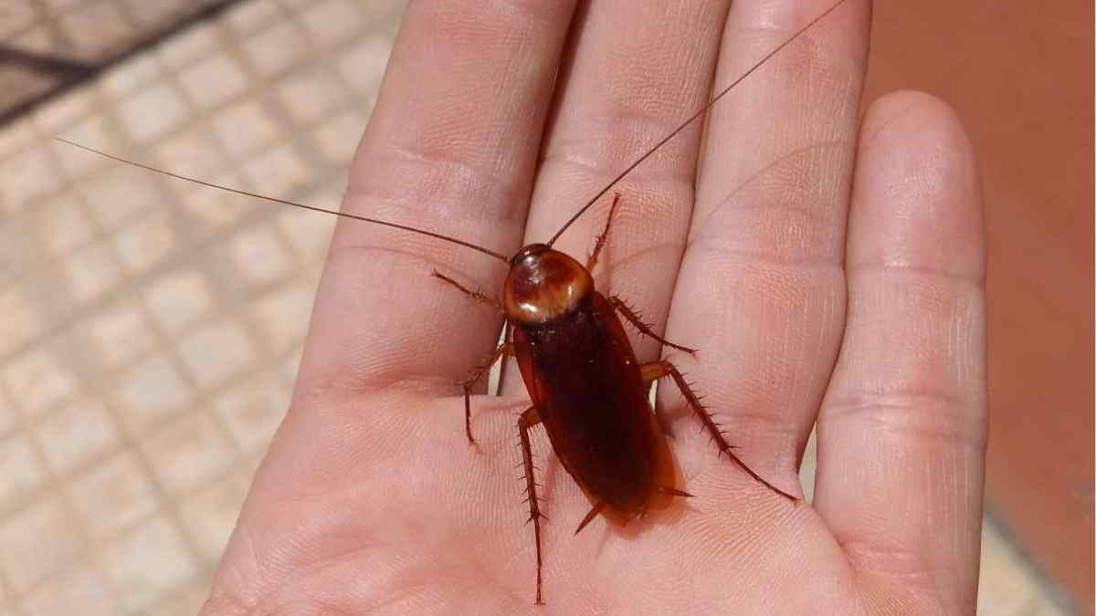 Cucaracha americana de gran tamaño sobre la palma de una mano, plaga extendida al 90 % de las provincias españolas.