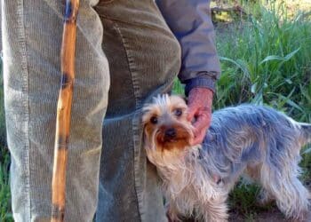 Jubilado con bastón paseando acompañado de su perro, imagen representativa de los viajes del Imserso con mascotas en 2025.