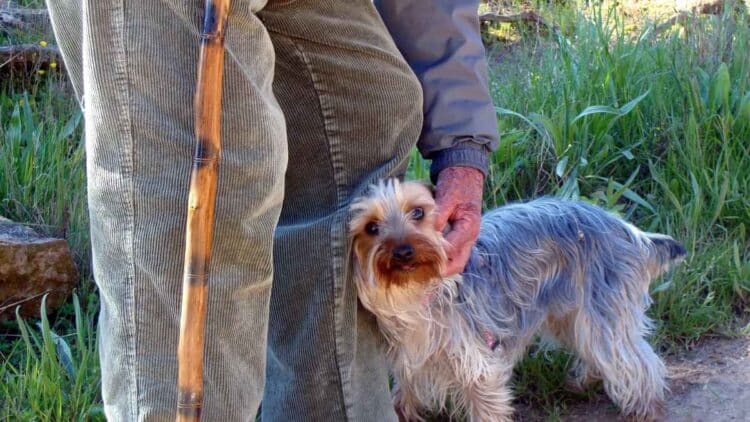 Jubilado con bastón paseando acompañado de su perro, imagen representativa de los viajes del Imserso con mascotas en 2025.