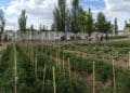 Huerto urbano en Madrid, parcelas gratuitas para sembrar tomates.