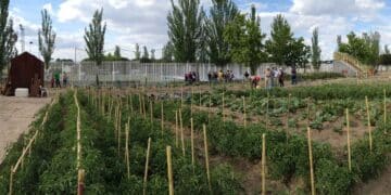 Huerto urbano en Madrid, parcelas gratuitas para sembrar tomates.