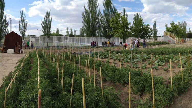 Huerto urbano en Madrid, parcelas gratuitas para sembrar tomates.